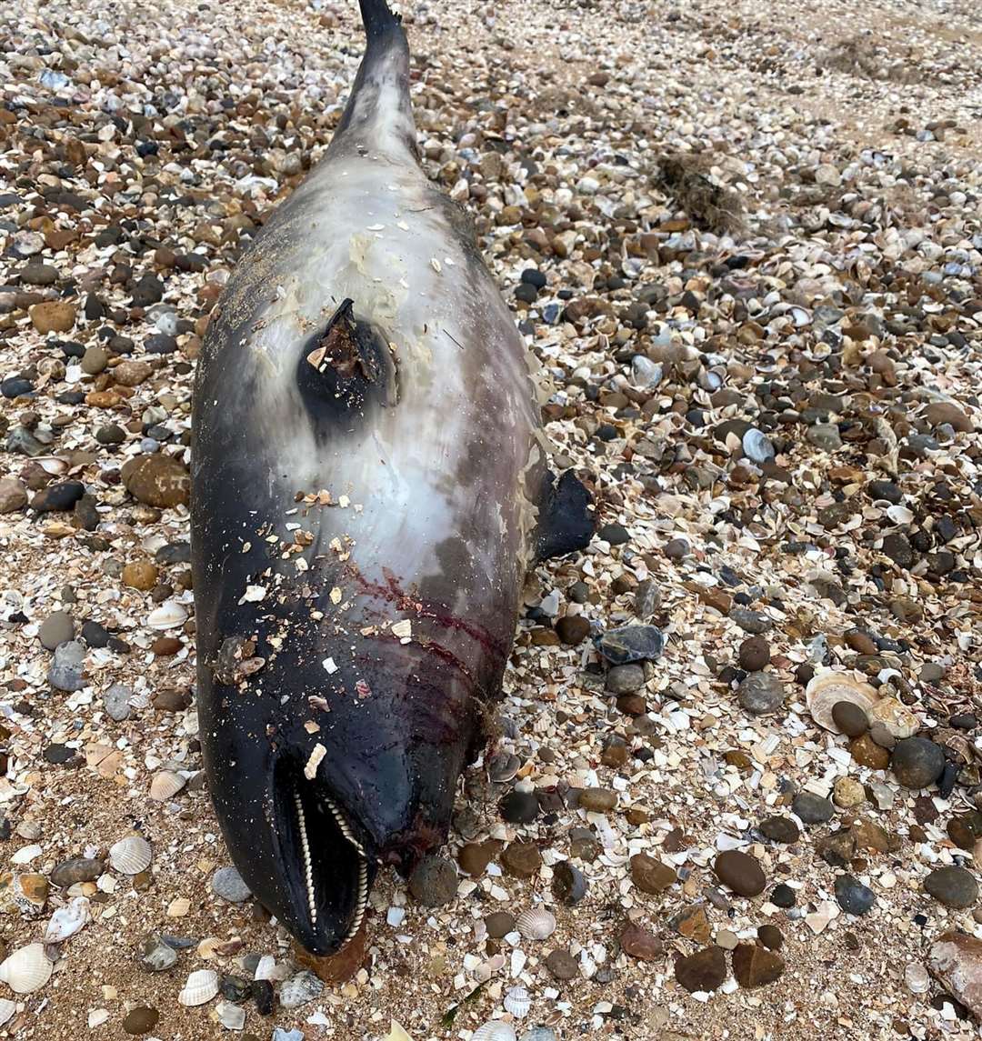 A dead porpoise has been found on Shellness Beach. Picture: Shaun Mills