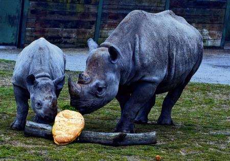 Keepers at Port Lympne Wild Animal Park near Ashford helped Inkosi, the youngest black rhino at the park, celebrate his first birthday. Picture: Dave Rolfe