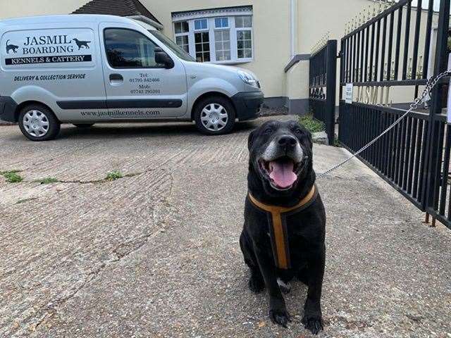 An elderly black Labrador was found tied up to railings at Jasmil Kennels with a note saying he had not 'learnt to be good'. Picture: Swale Borough Council Stray Dog Service
