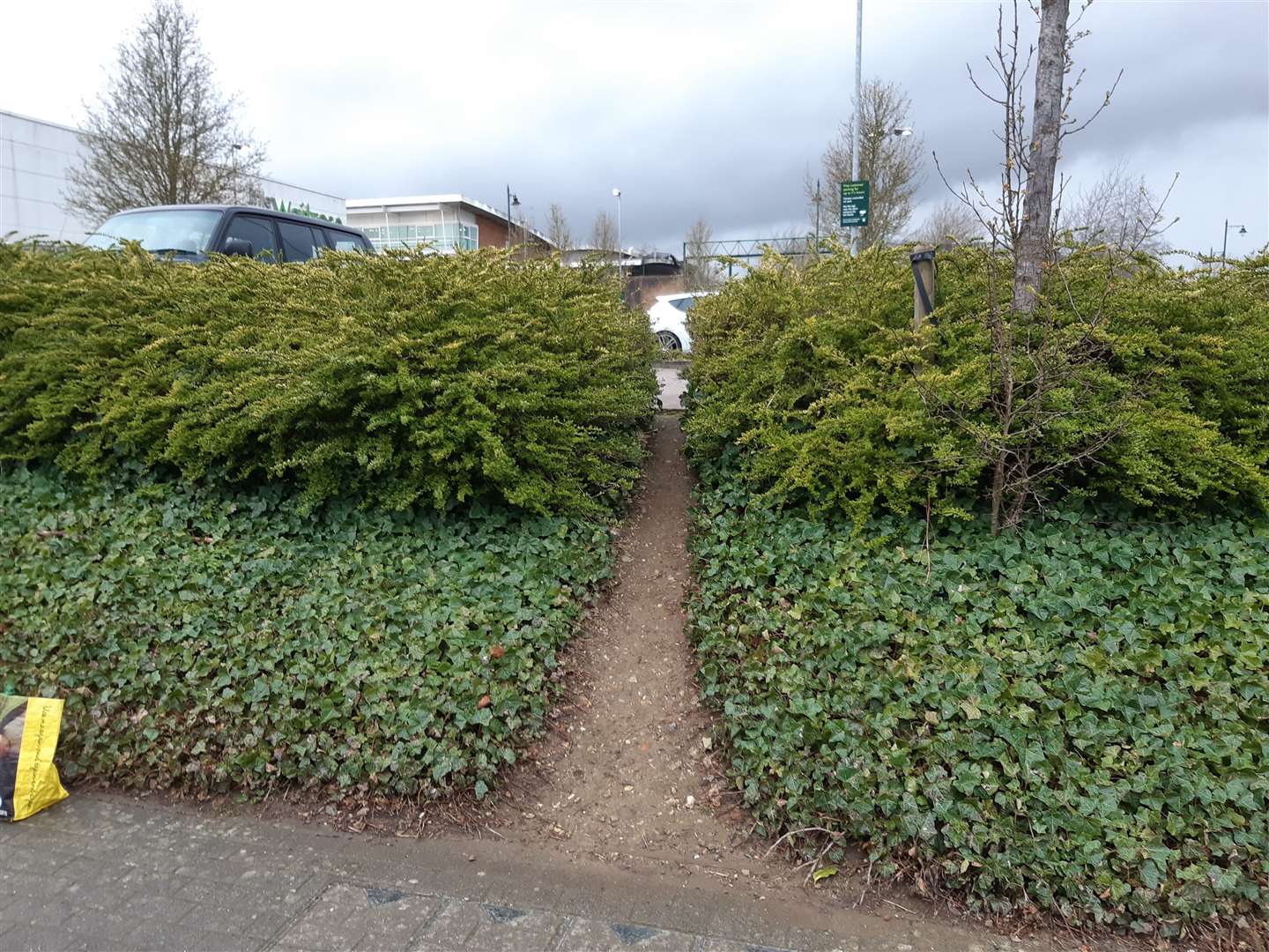 Shoppers have forced a path through the hedge to reach the Waitrose store at Kings Hill, but it is a steep bank