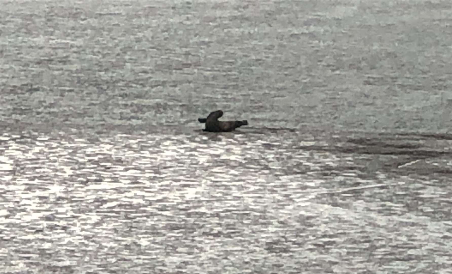 Seal was spotted by Nuffield Health gym