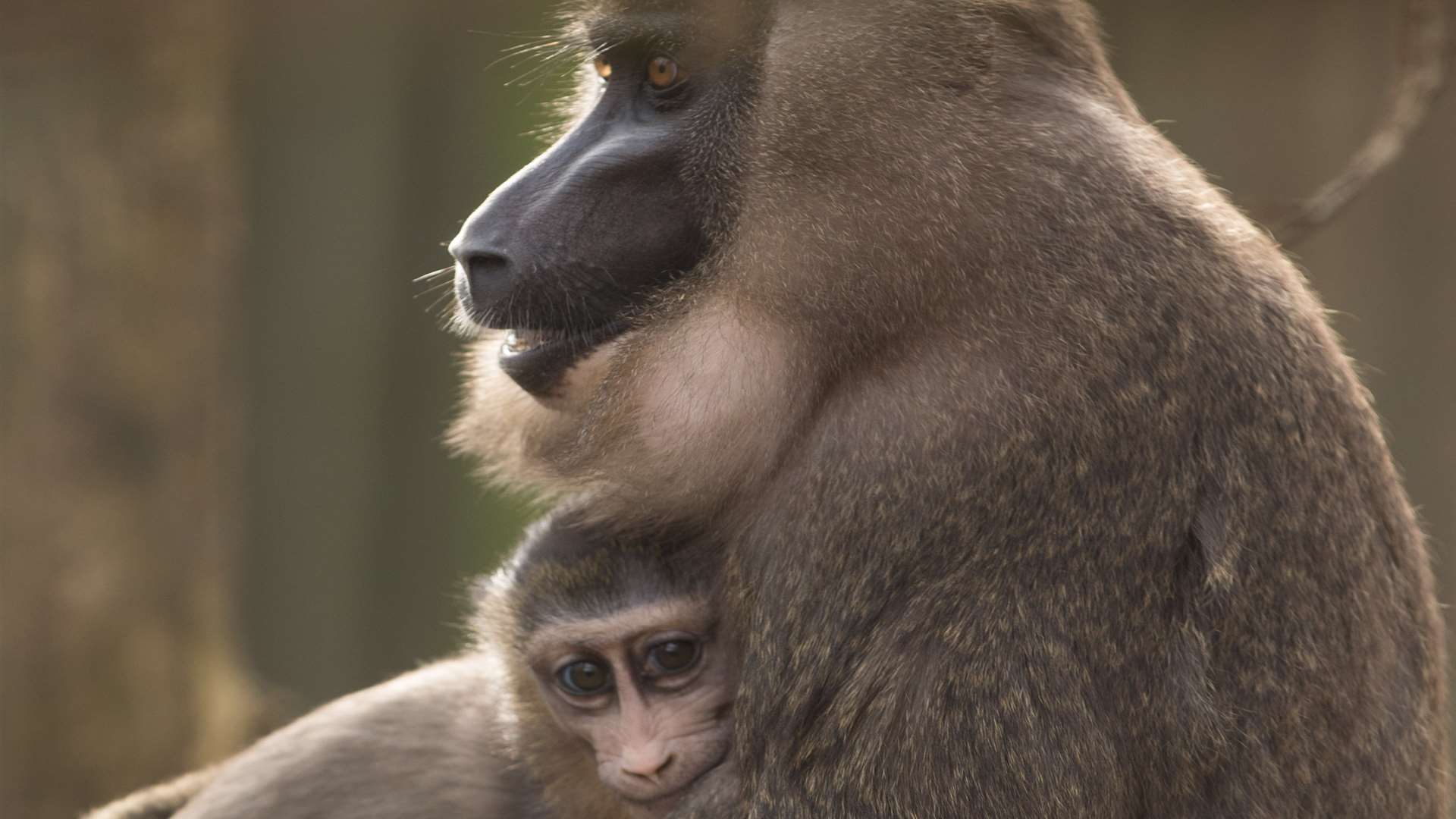 The new baby drill monkey with his mother at Port Lympne Reserve.