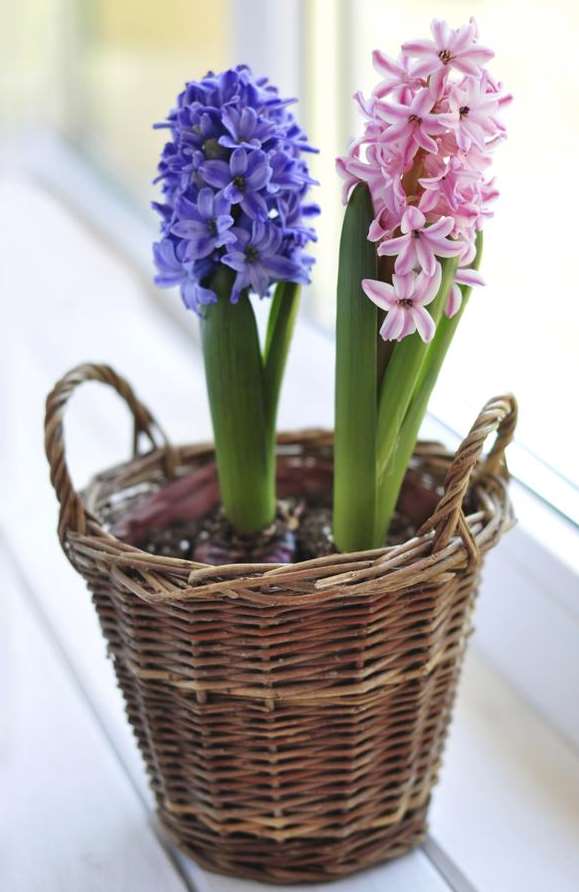 Hyacinths on a kitchen windowsill