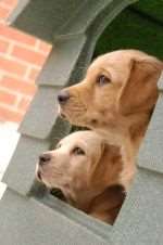 Guide dog puppies - the charity has warned of a raffle fraud