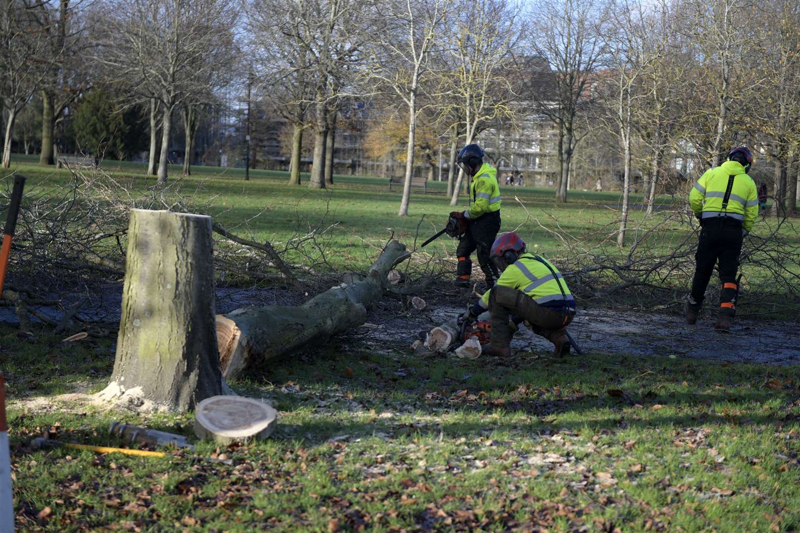 Trees are being chopped down in Victoria Park this week. Picture: Barry Goodwin