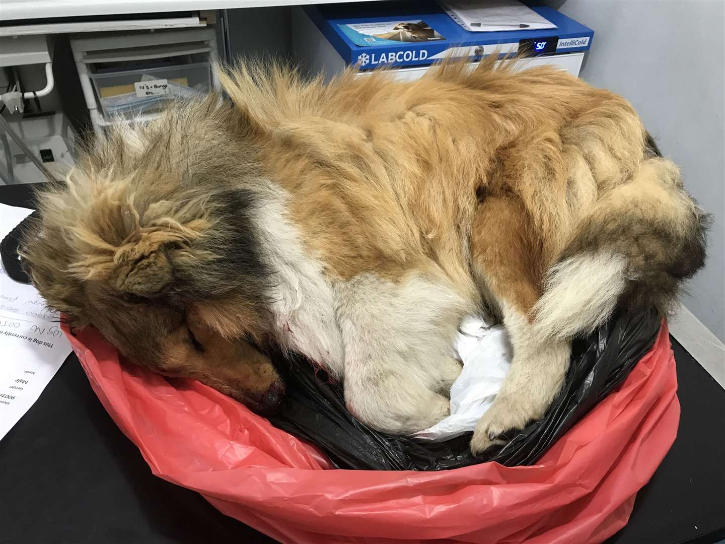 RSPCA investigators have now launched an appeal for anyone to help find out what happened to the young puppy. Picture: RSPCA