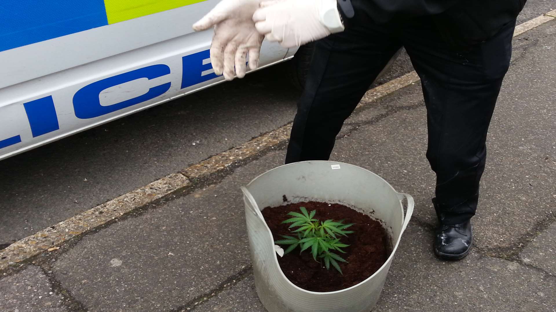 A suspected cannabis plant found by police in Detling