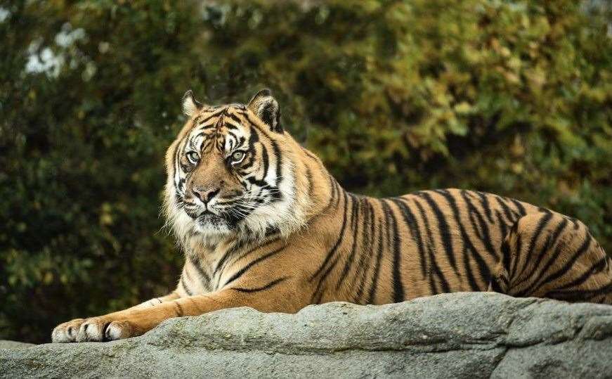Sumatran tiger Nias died last week. Photo: Big Cat Sanctuary