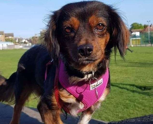 Poppet - the dachshund Maggie Fowler is helping (57259722)
