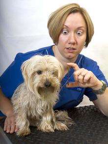 Gizmo with PDSA nurse Jennie Keen and the kebab stick Picture: Roger Vaughan