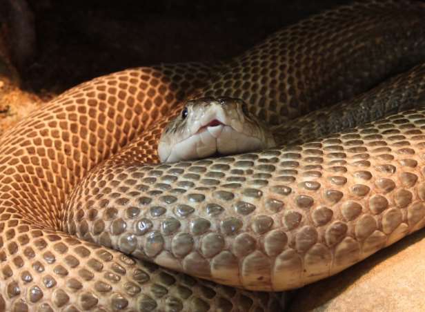 A cobra snake. Stock image.