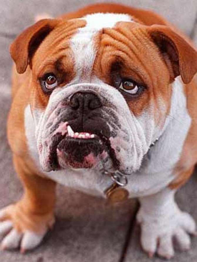 An English bulldog. Stock picture: Wikimedia Commons/Nancy Wong
