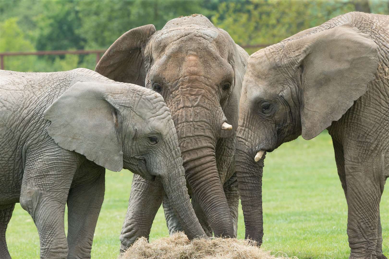 All 13 elephants at Howletts will soon be leaving for a life in the wild. Pictures: Aspinall Foundation