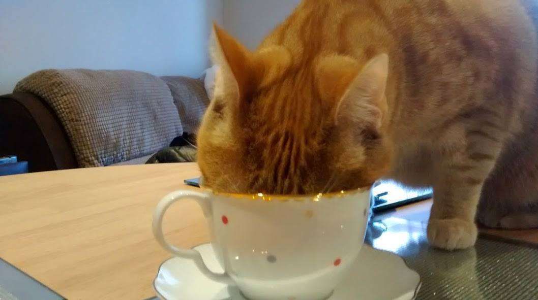 Jennifer Kristiansen's cat Freckles enjoys a cup of tea