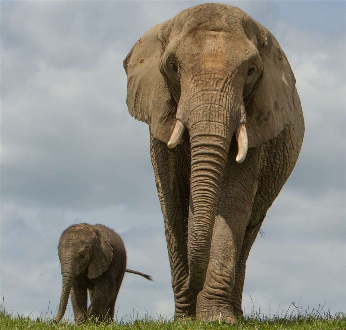 See Kent's only baby elephants at Howletts. Picture: Aspinall Foundation