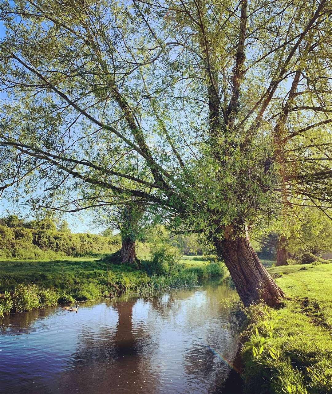 River Darenth in the Spring. Photo credit: ThomasAlexander