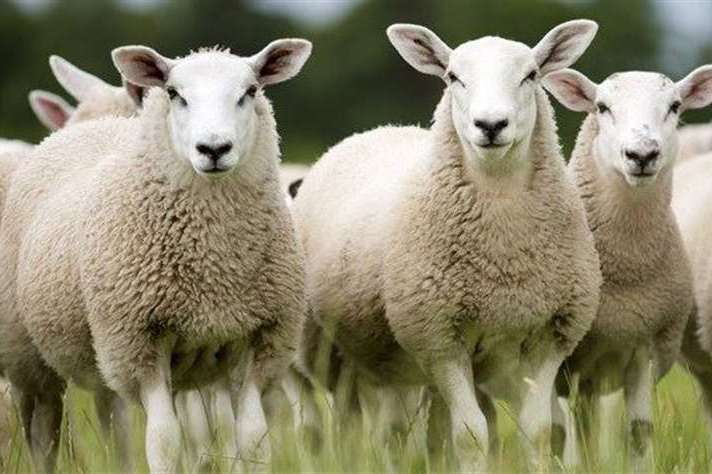 Three sheep have been killed. Stock Image