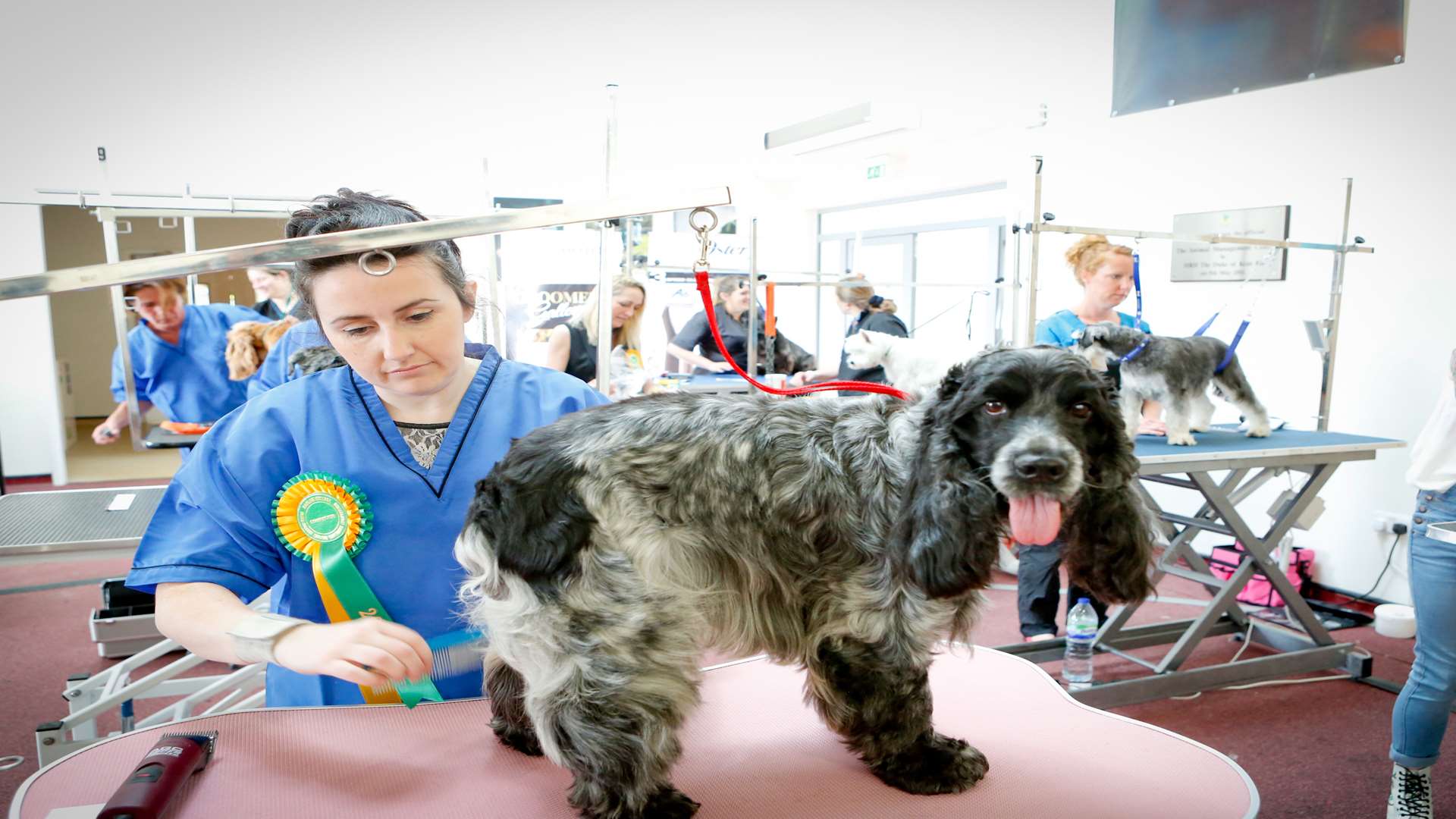 Dog grooming course proves so popular Hadlow College needs