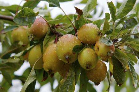 Apples are being turned into power in one corner of Kent