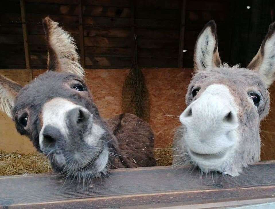 Pedro and Poncho, the Isle of Sheppey 'therapy donkeys'