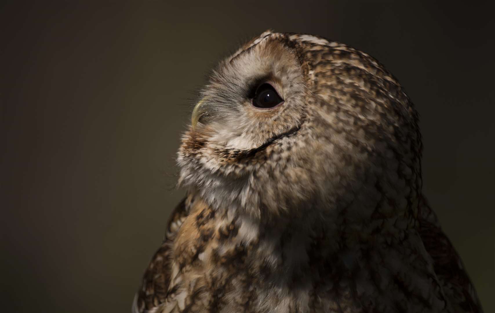Get to meet and photograph owls at Betteshanger Country Park Picture: Richard Taylor-Jones