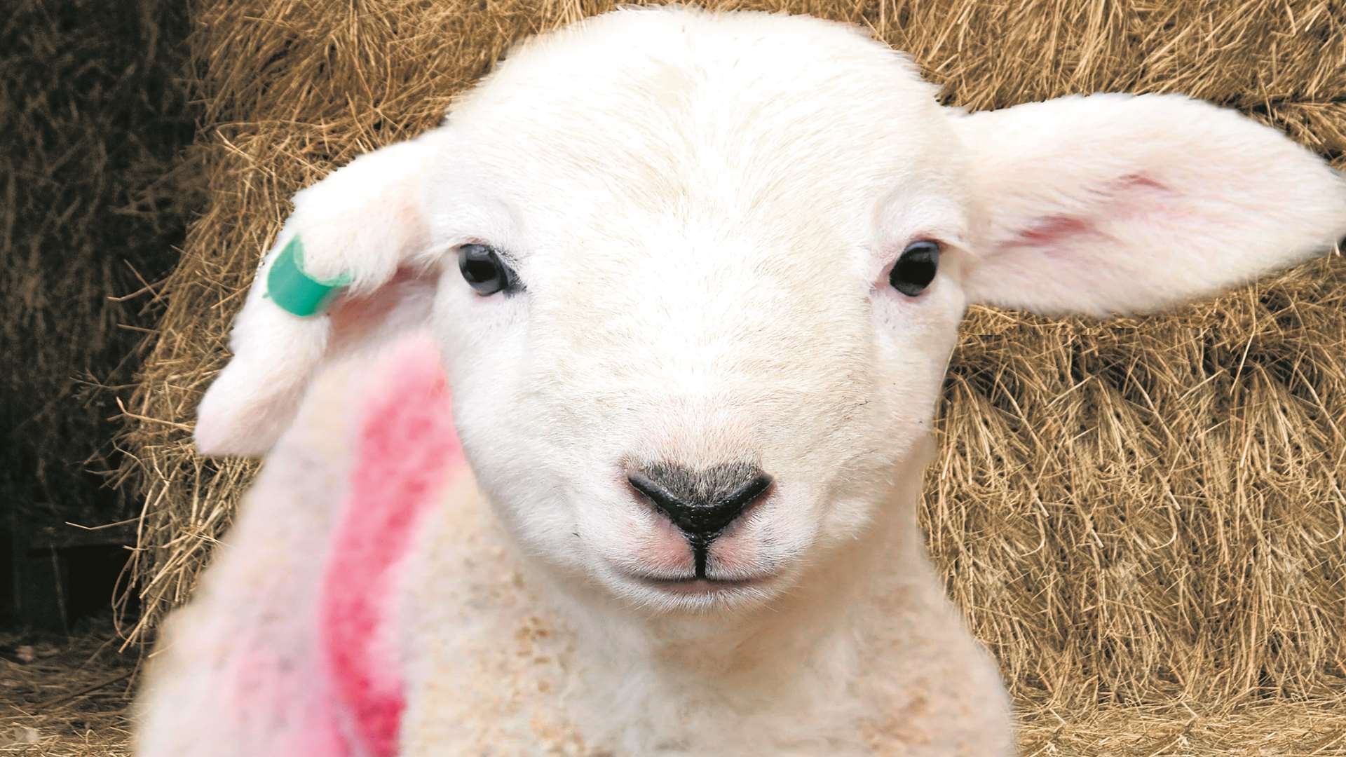 A lamb: stock picture