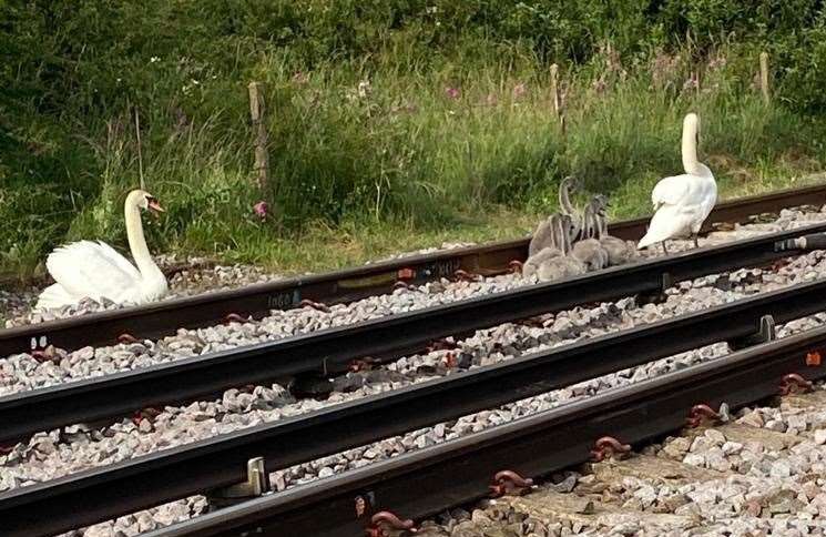 A family of swans blocking the railway line in Birchington. Picture: Network Rail