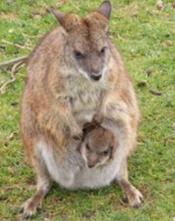 Did Heather Smith see a wallaby like this?