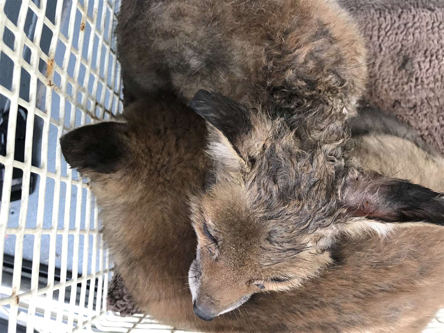 Fox cub and his sister were taken to the South Essex Wildlife Hospital. Images from RSPCA