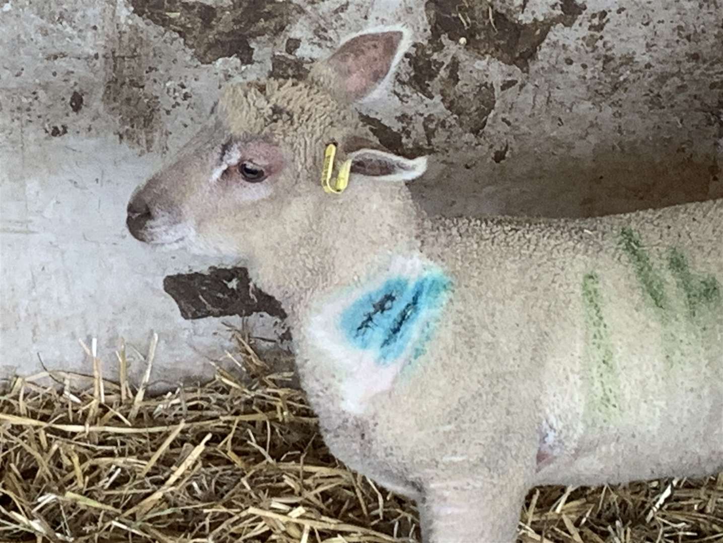 The lambs were mauled around the neck