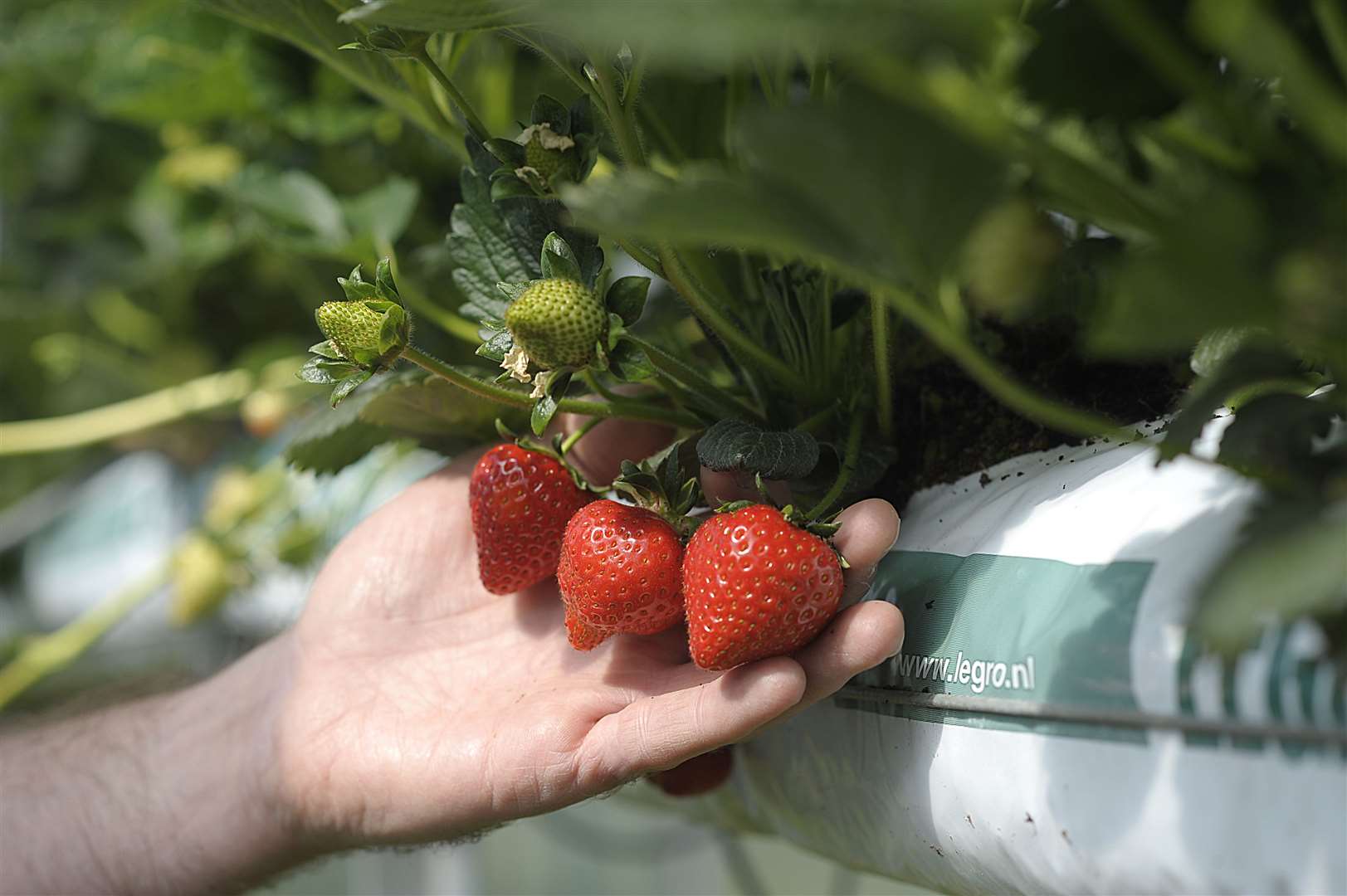 Clock House Farm has seen 550 more British applications for fruit picking this year - from their usual 50 applications