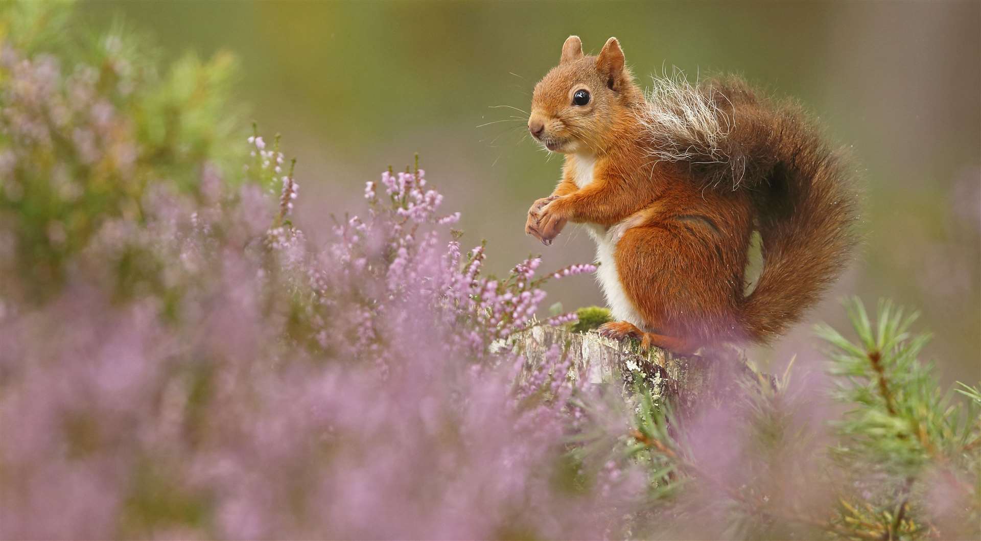 British Wildlife Photography Awards images on show at Bodiam Castle Picture: Neil McIntyre