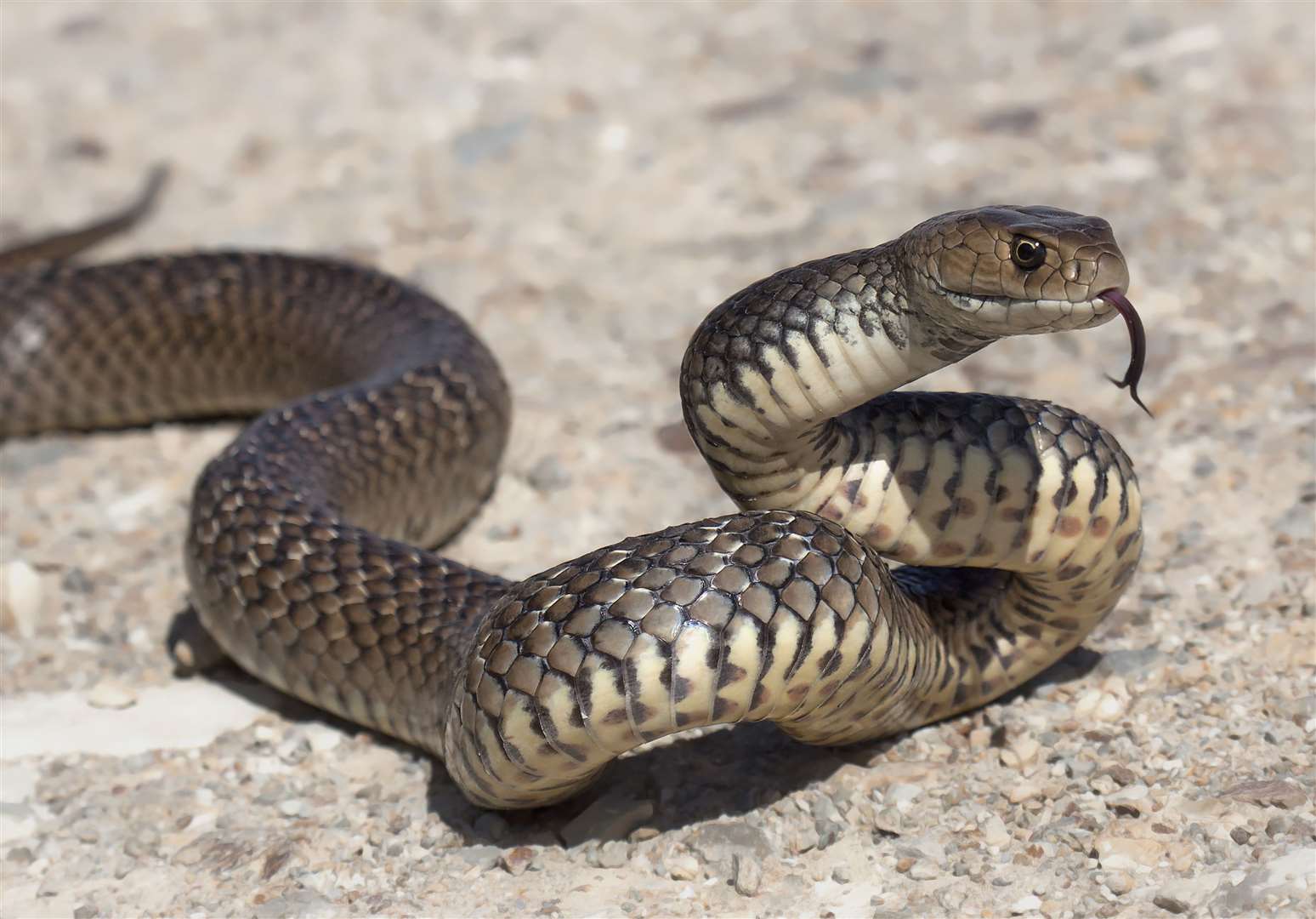 An eastern brown snake. Credit: istock/KristianBell