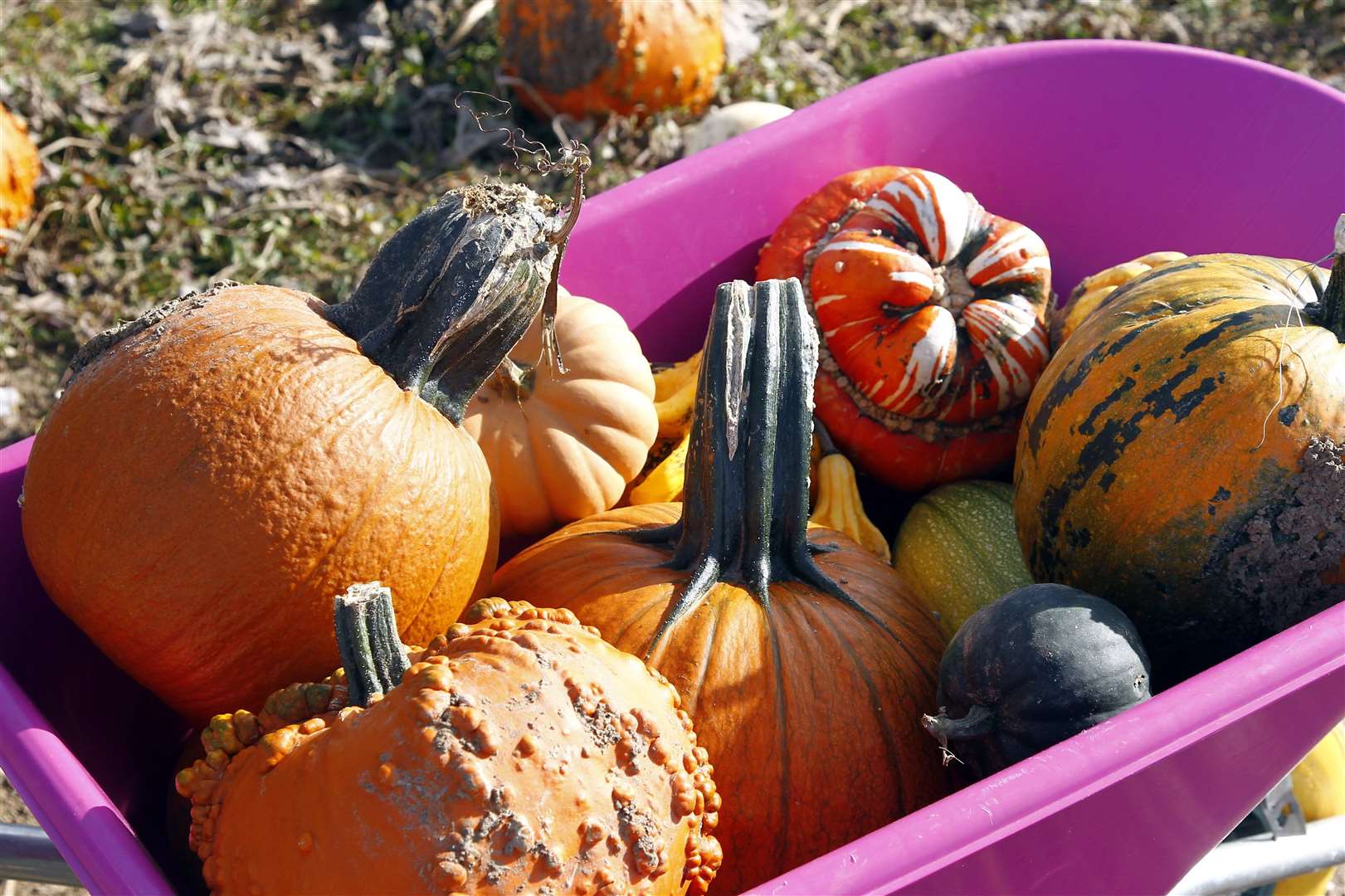 There are many varieties of pumpkin to pick Picture: Sean Aidan