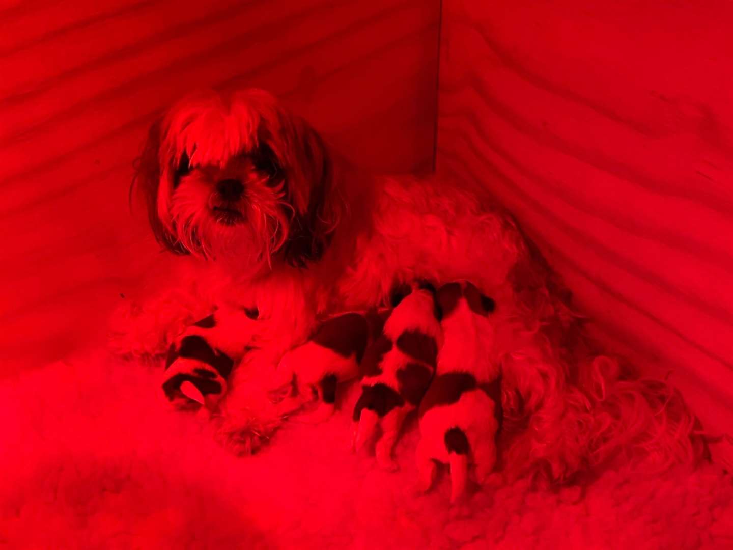 Boo had four puppies in January, and still lives with two of them. Picture: Alison Haywood