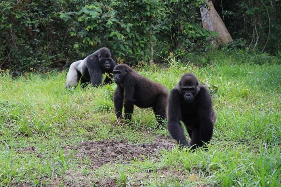 Djala, Mbwambe and Louna on Gorilla Island. Picture: Damian Aspinall