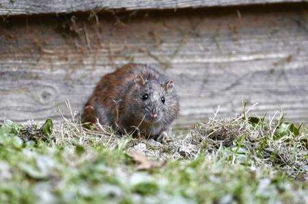 Invading Rats infesting the Woolpack Inn and churchyard just off Tenterden High Street
