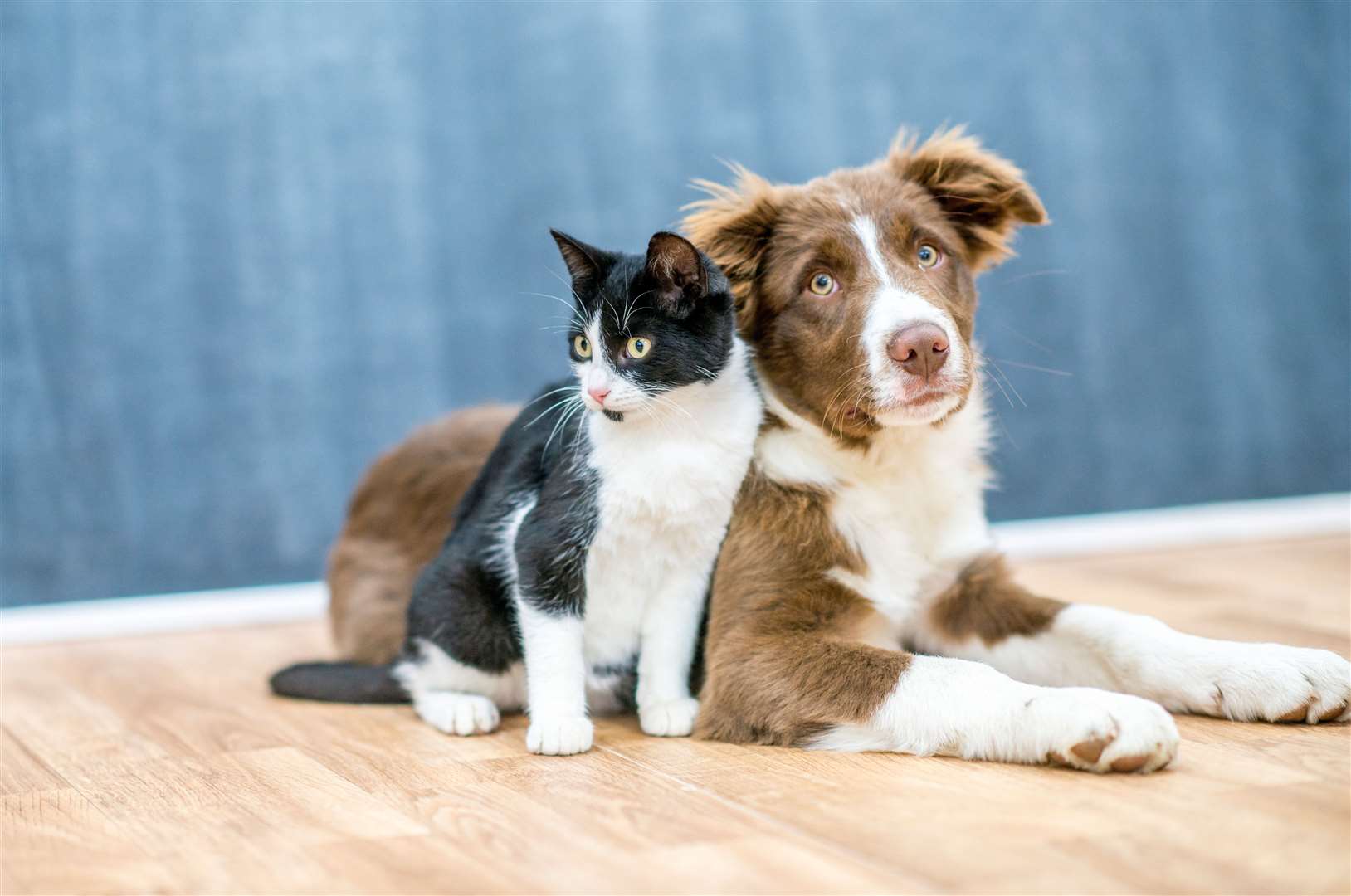 Luna takes the top spot for both dogs and cats. Picture: iStock.