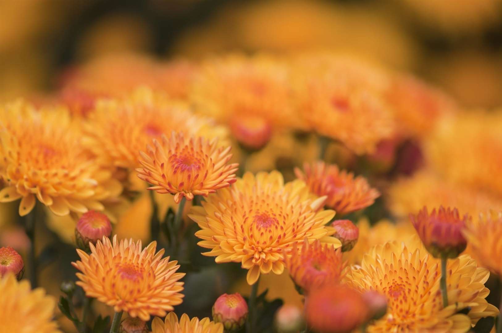 Treating yourself to a bunch of Chrysanthemums will brighten your home and remove spiders at the same time!