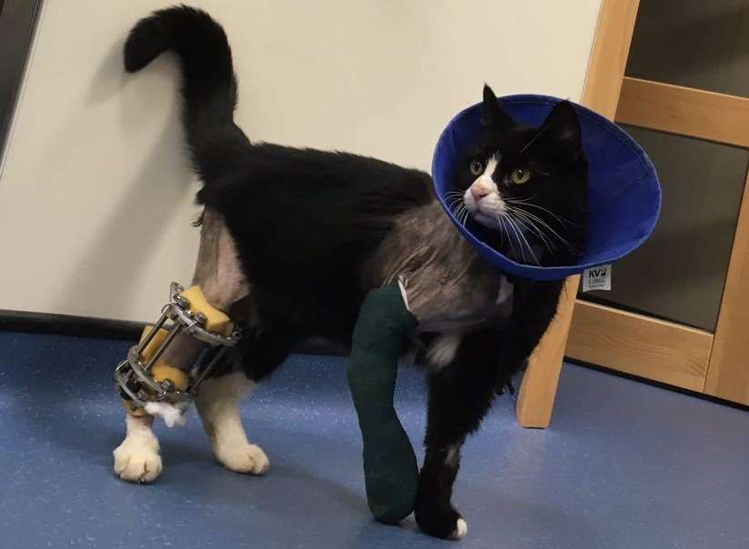 Nigel the cat on road to recovery after being cared for by Whitstable