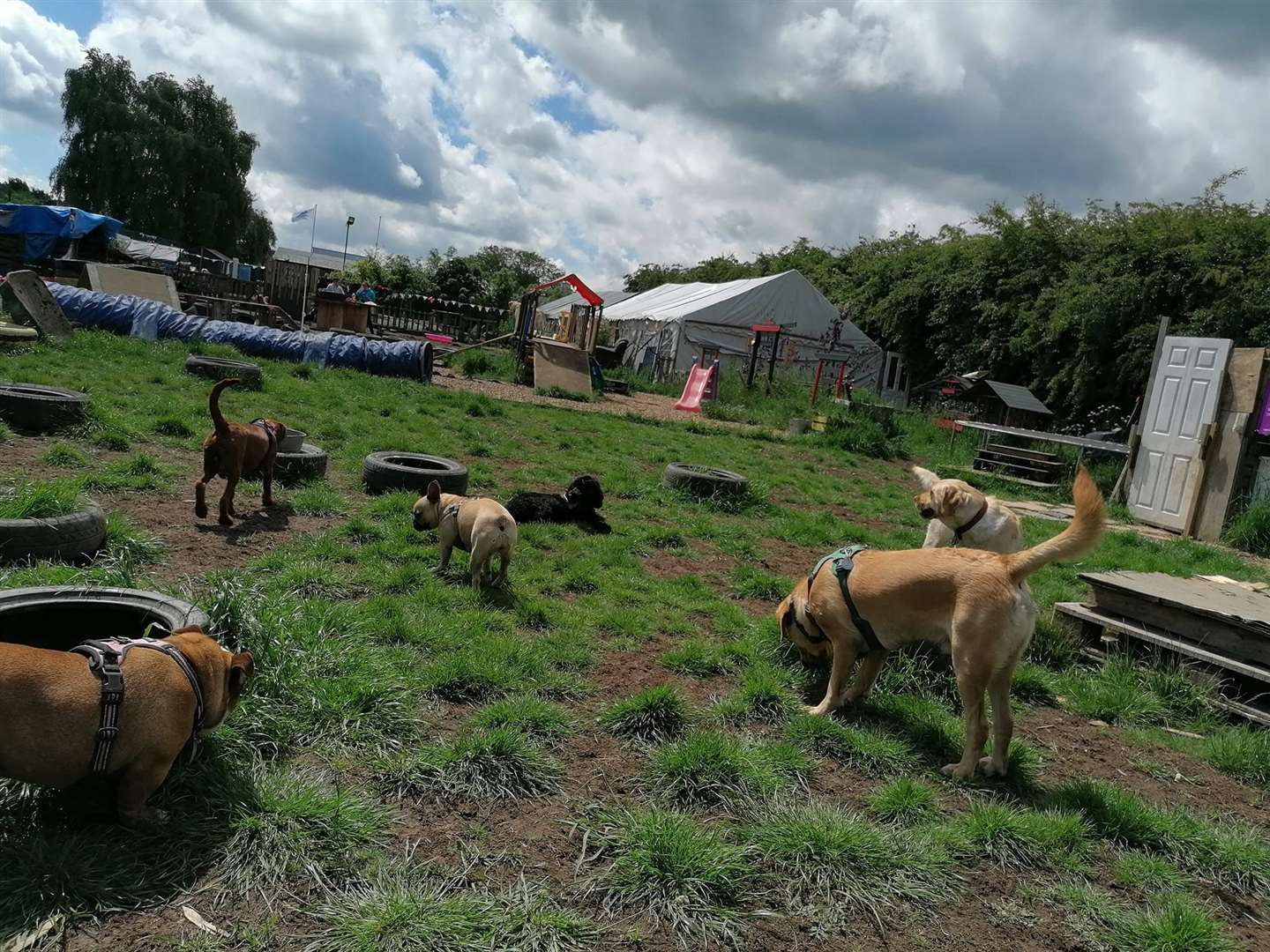 Around 24 dogs can be at the daycare at once. Picture: Hairy Poppins