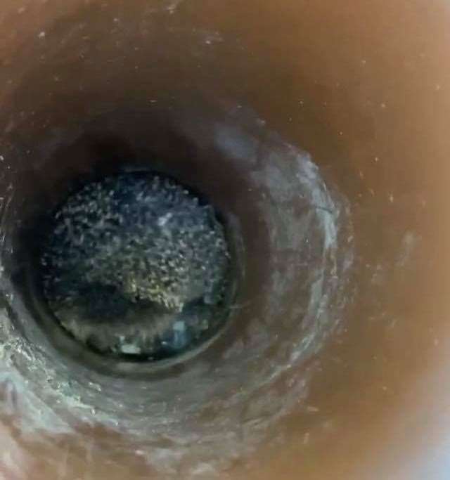 The hedgehog - nicknamed fireman Sam - was stuck 2ft down a drain in Chatham. Picture: Medway Hedgehog Rescue