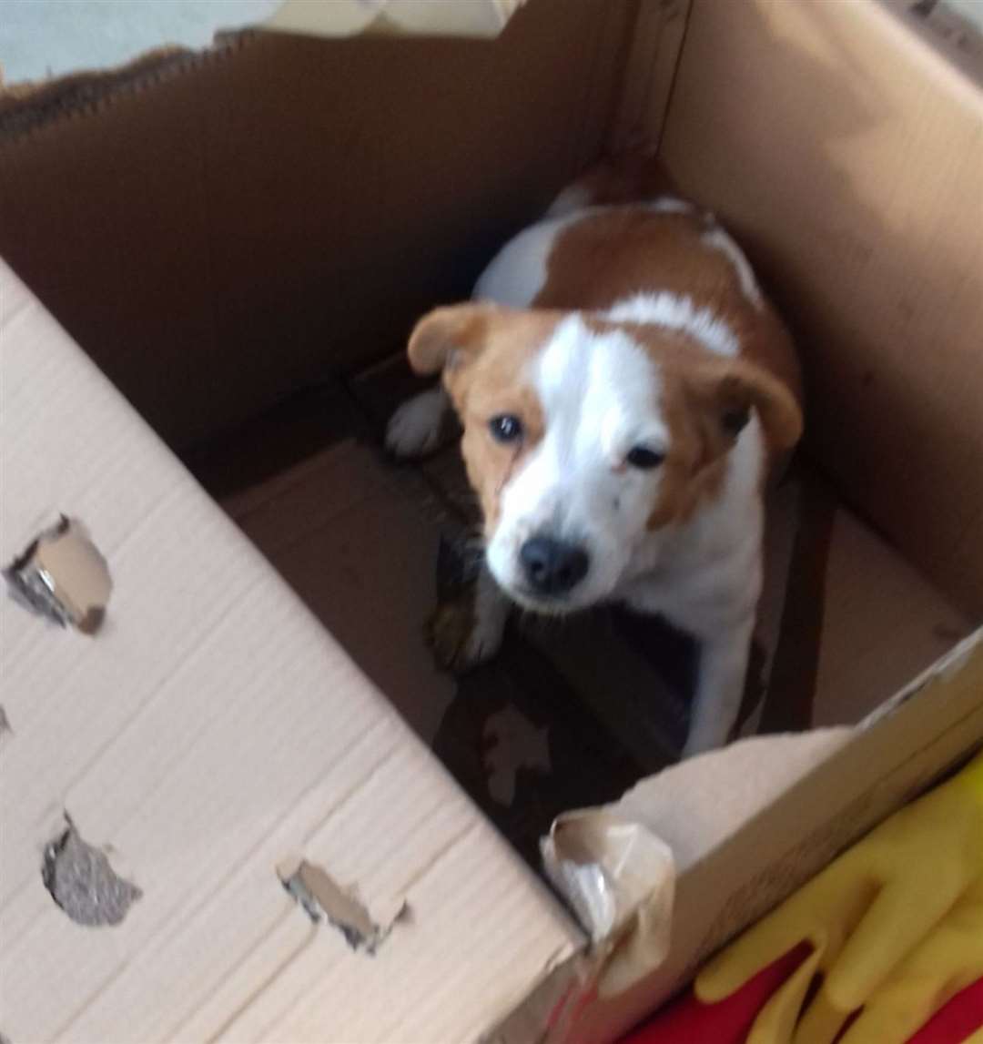 The pregnant Jack Russell Terrier was found in a terrible condition just hours from giving birth. Picture: RSPCA