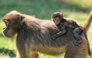 The baby gelada was welcomed into the world at Howletts Wild Animal Park