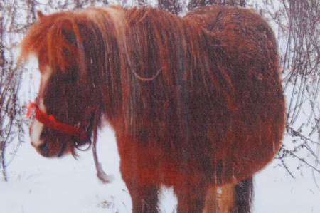 Shetland pony Ellie that disappeared from Tom Tyrell's field in Mersham