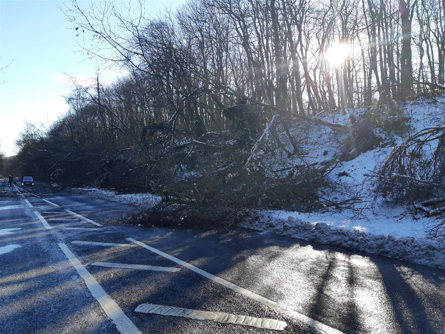 Around 200 trees fell due to the weight of the snowfall (6931290)