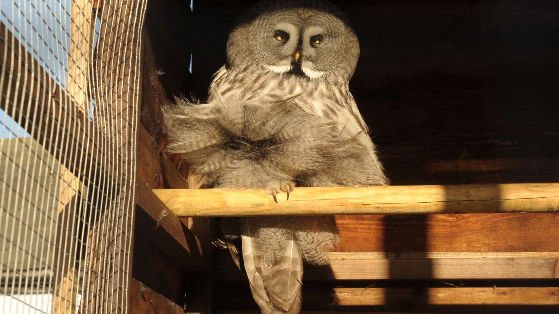 Noodle, the Great Gray Owl. Picture: Steve Crispe.