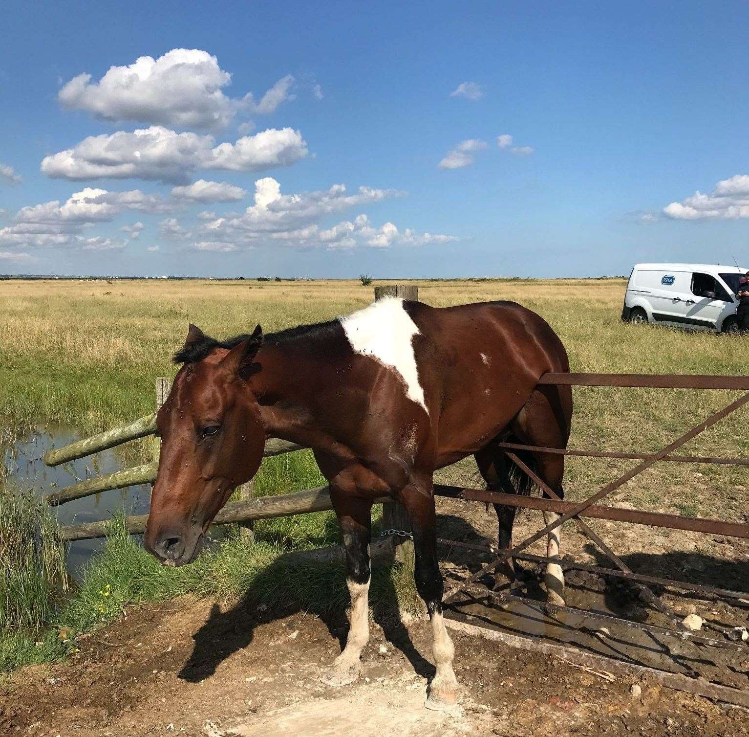 A horse was rescued after getting stuck while trying to get over a gate at Cliffe Pools nature reserve. Image from RSPCA