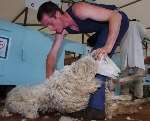 Sheep shearing at the 2004 show. Picture: MATT WALKER