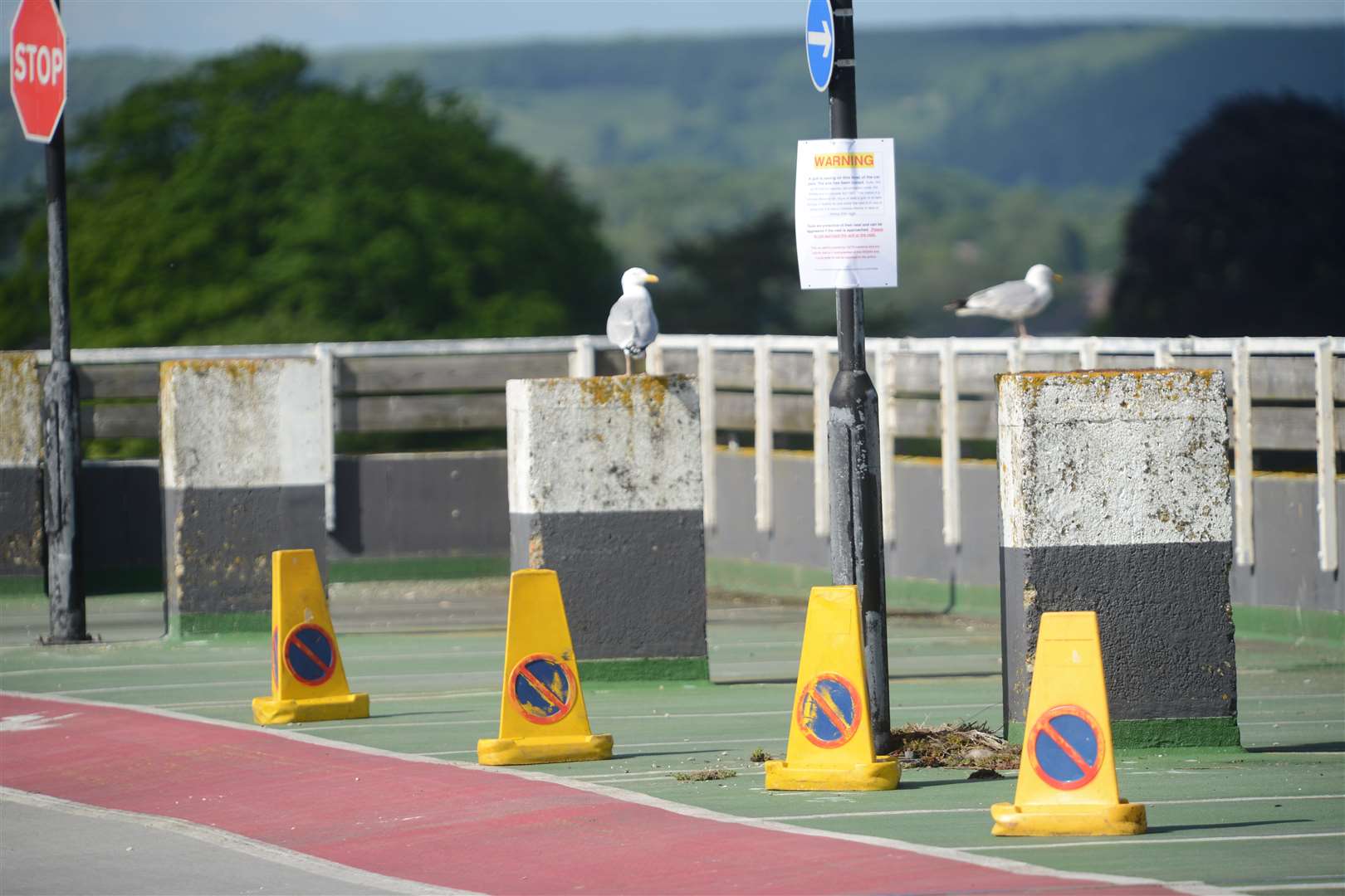 The adult herring gulls on patrol close to the nest which has been cordoned off